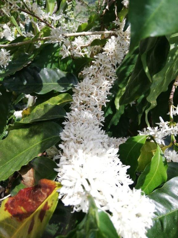 Ainma Filter, Kolumbien, 100% Arabica, Single Origin