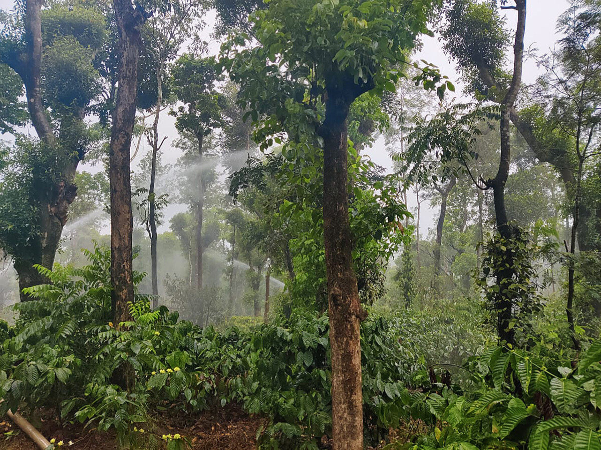 Qahwa Espresso, India, 100% Robusta, Single Origin