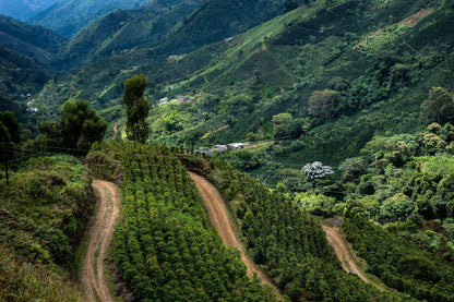 Ainma Filter, Kolumbien, 100% Arabica, Single Origin 