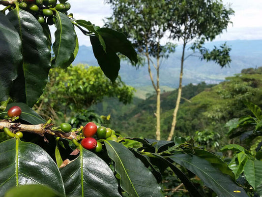 Ainma Espresso, Kolumbien, 100 % Arabica, Single Origin