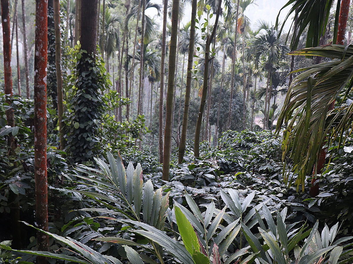 Qahwa Espresso, Indien, 100 % Robusta, Single Origin