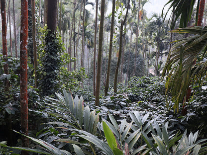 Qahwa Espresso, Indien, 100 % Robusta, Single Origin