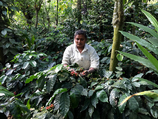 Qahwa Espresso, Indien, 100 % Robusta, Single Origin