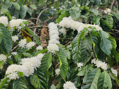 Qahwa Espresso, Indien, 100 % Robusta, Single Origin