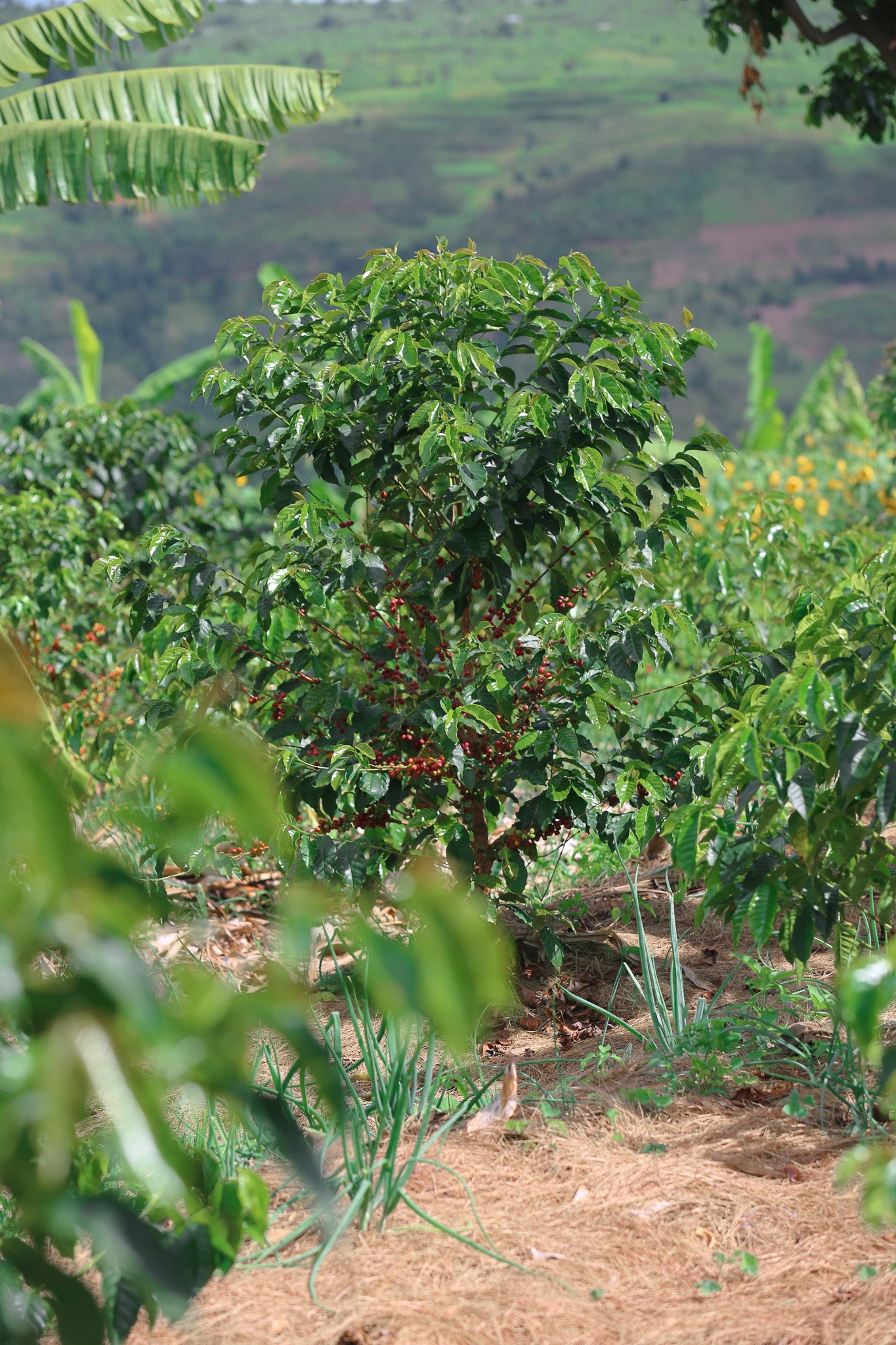 Humure Espresso - Rwanda, 100% Arabica, Single Origin