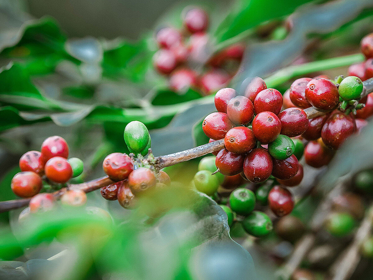 Tamu Espresso, Tansania, 100 % Arabica, Single Origin