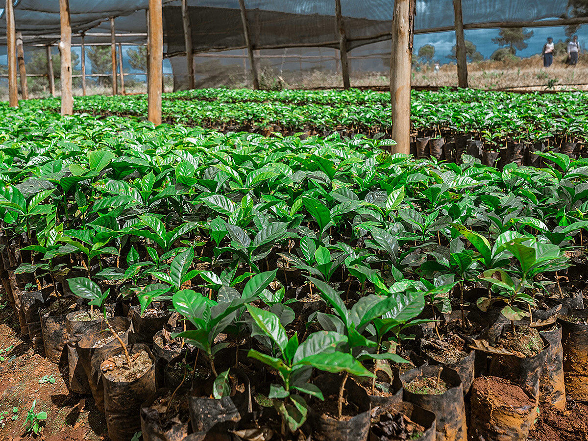 Tamu Espresso, Tansania, 100 % Arabica, Single Origin