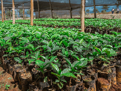 Tamu Espresso, Tansania, 100 % Arabica, Single Origin