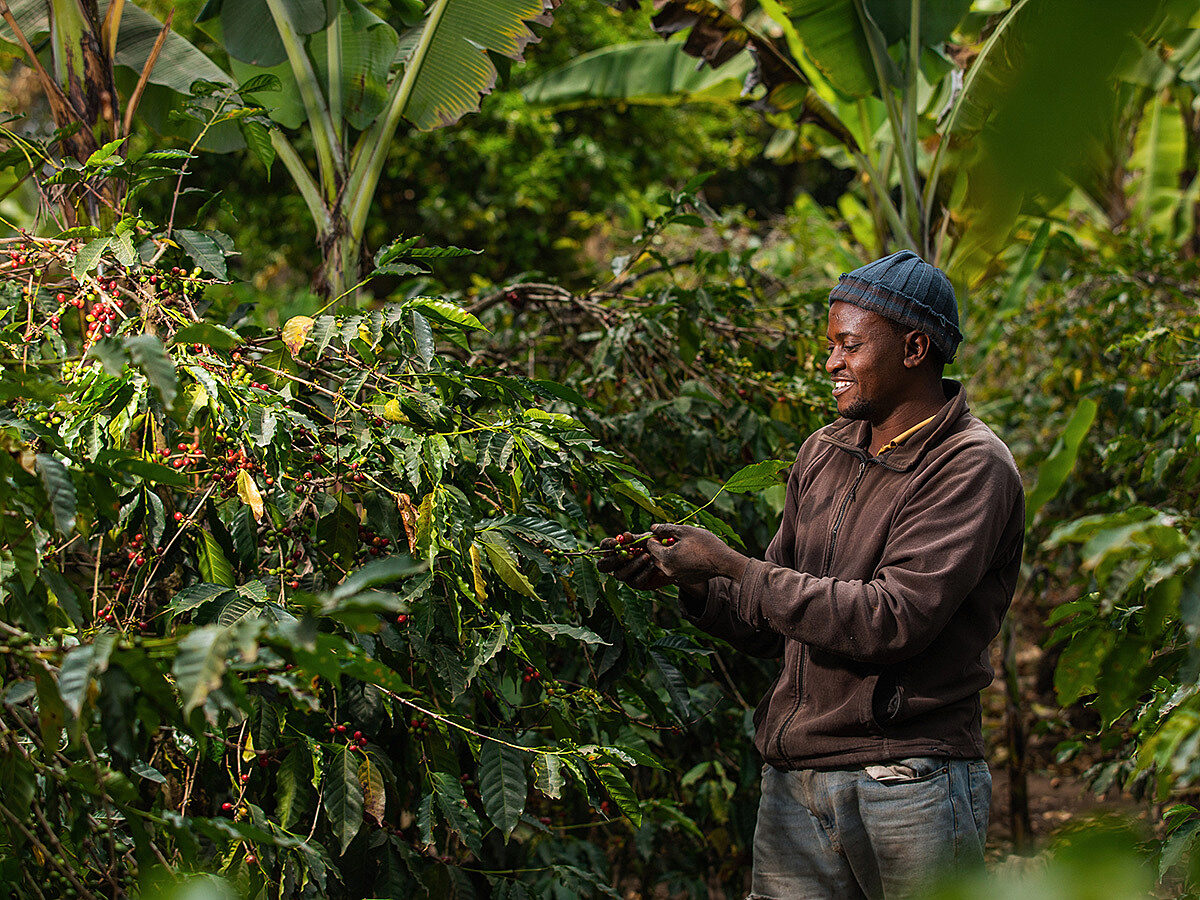 Tamu Espresso, Tansania, 100 % Arabica, Single Origin