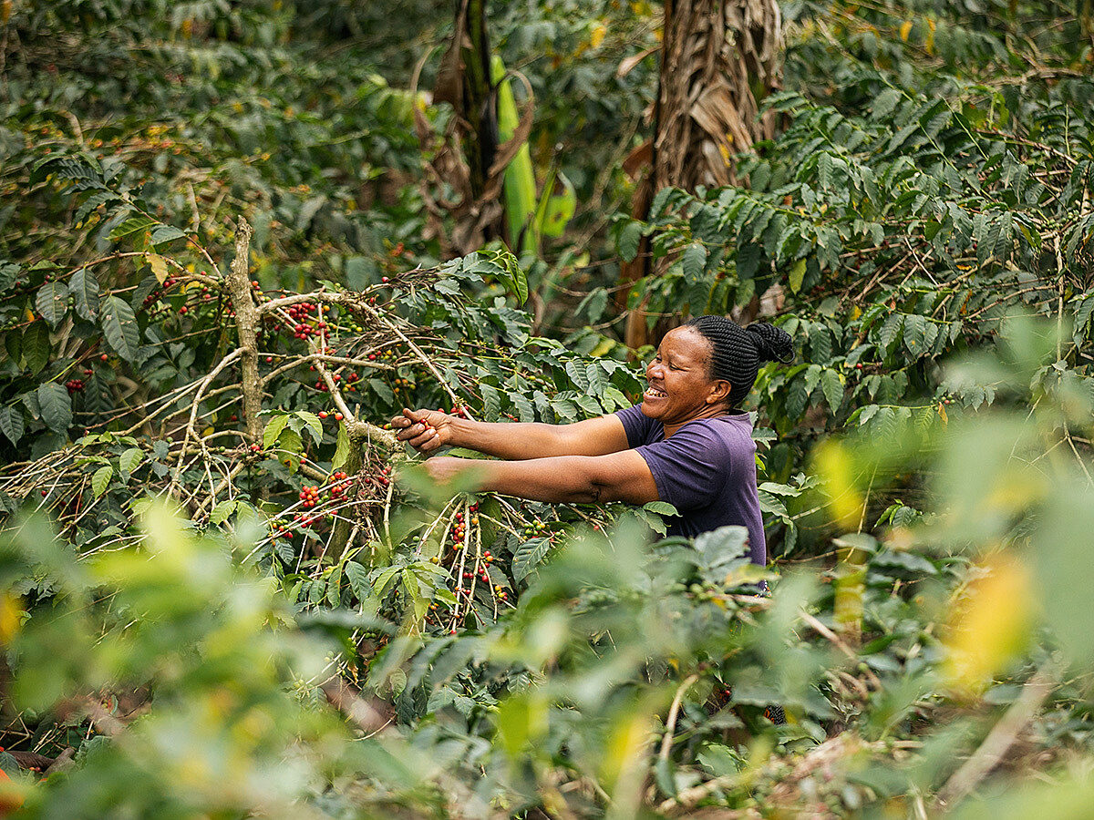 Tamu Espresso, Tansania, 100 % Arabica, Single Origin