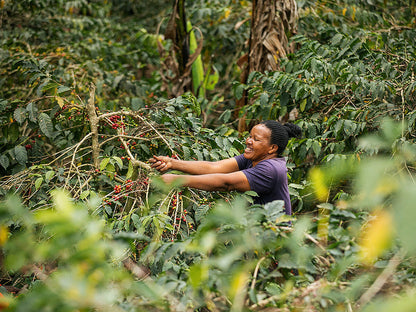 Tamu Espresso, Tansania, 100 % Arabica, Single Origin