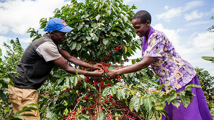 Tamu Espresso, Tansania, 100 % Arabica, Single Origin